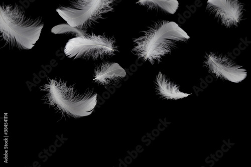 Group of soft fluffy a feathers falling down in the dark. Feather abstract freedom concept background. 
