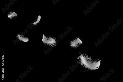 Soft fluffy a white feathers floating in the dark. Feather abstract freedom concept background. 