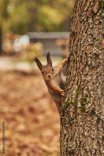 A squirrel peeking out from behind a tree .