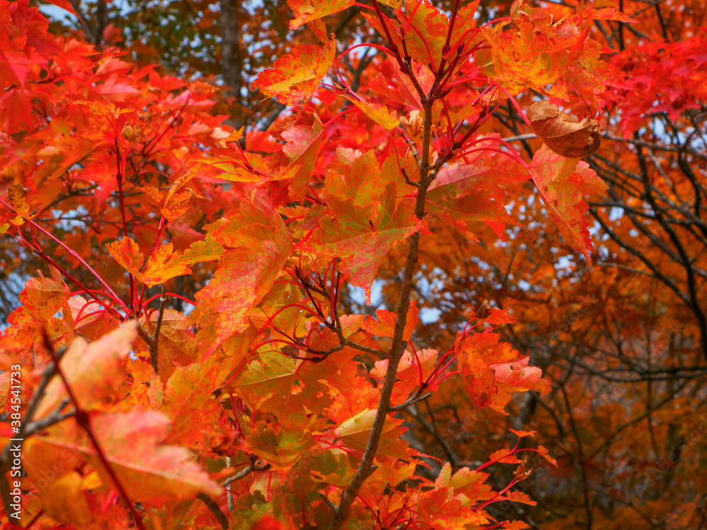 Autumn leaves of Japanese maple (Tochigi, Japan) Autumn leaves of Japanese maple (Tochigi, Japan)