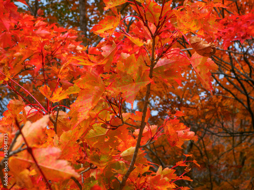 Autumn leaves of Japanese maple (Tochigi, Japan) photo