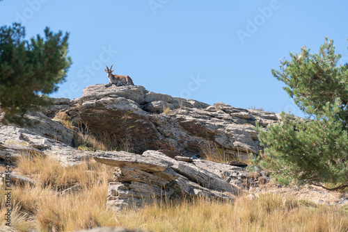 mountain goat lying on top of the rock