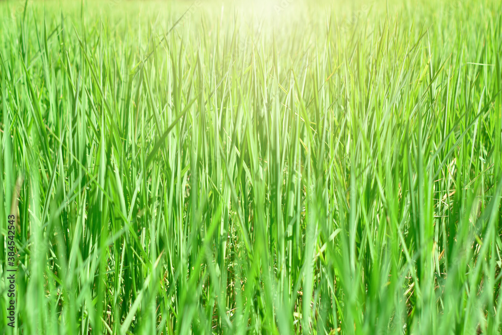 Leaves panoramic green grass background with sunlight and copy space 