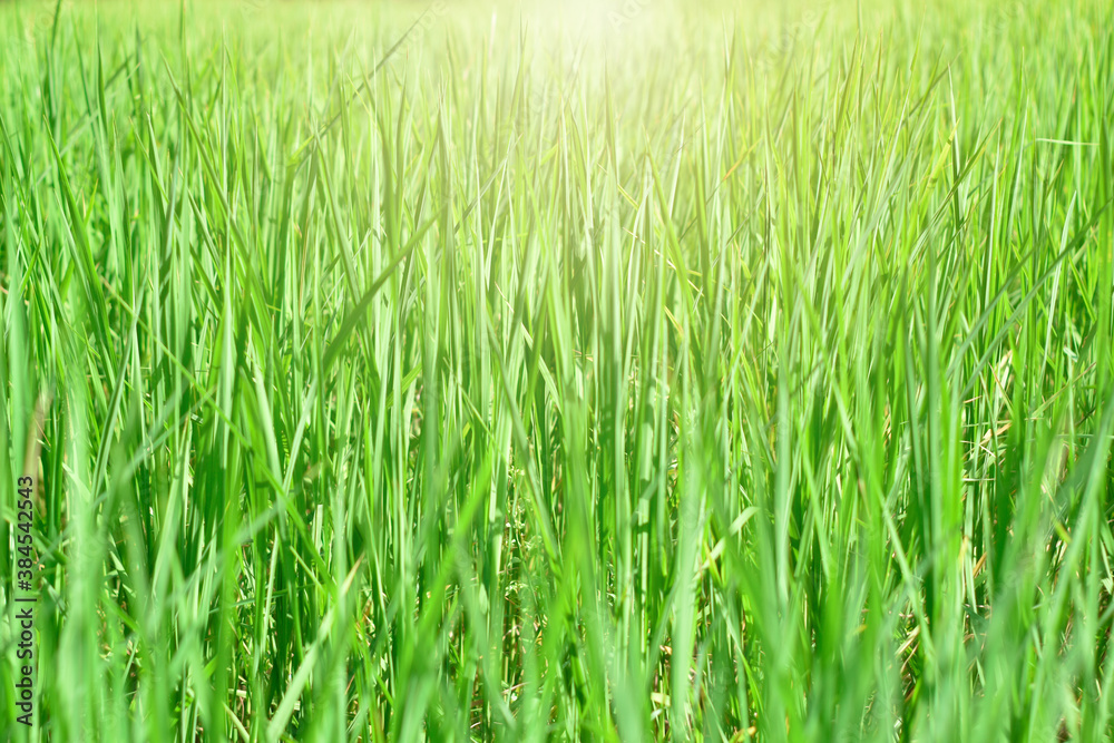 Leaves panoramic green grass background with sunlight and copy space Leaves panoramic green grass background with sunlight and copy space