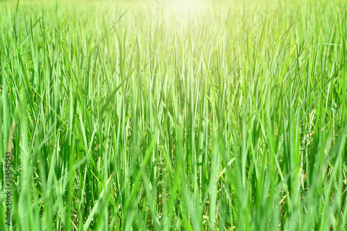 Leaves panoramic green grass background with sunlight and copy space 
