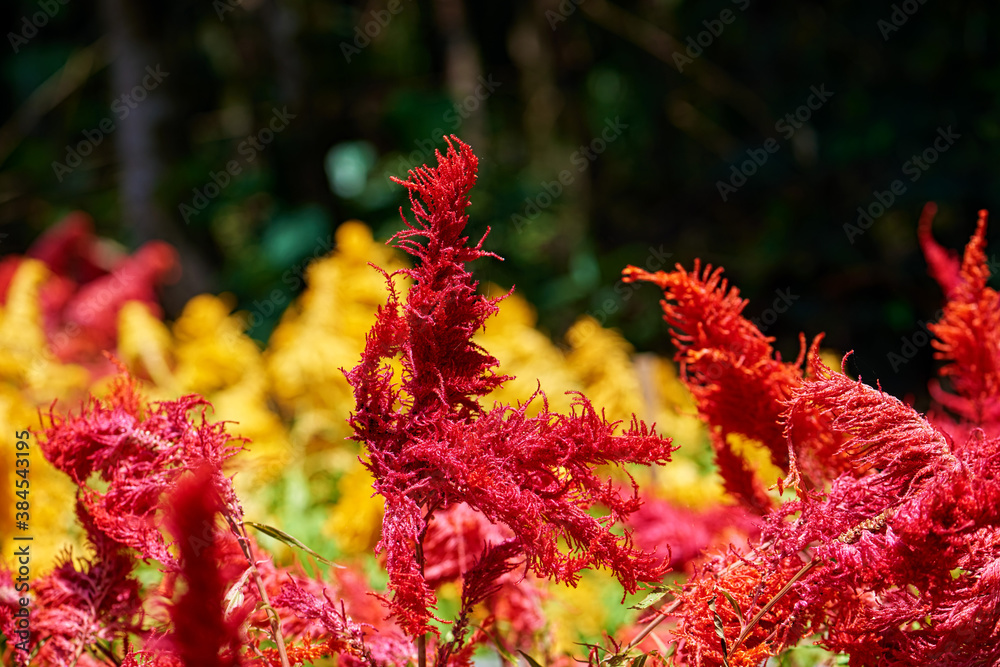 Isolated Indian red amaranth plant lit by sun on blurred blooming field and bright green bokeh background. Leaf vegetable, cereal and ornamental plant, source of proteins and amino acids.