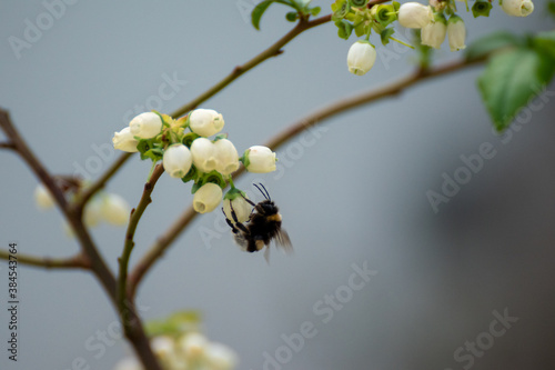 Bee during pollination