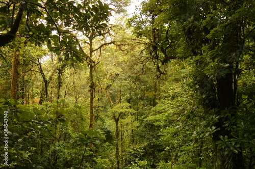 The flora and fauna in the cloud forests and volcanoes of Costa Rica, Central America