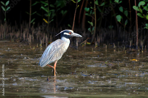 Yellow-crowned Night-Heron (Nyctanassa violacea) sifting shellfish in the mangrove of the city of Conde, Bahia Brazil photo