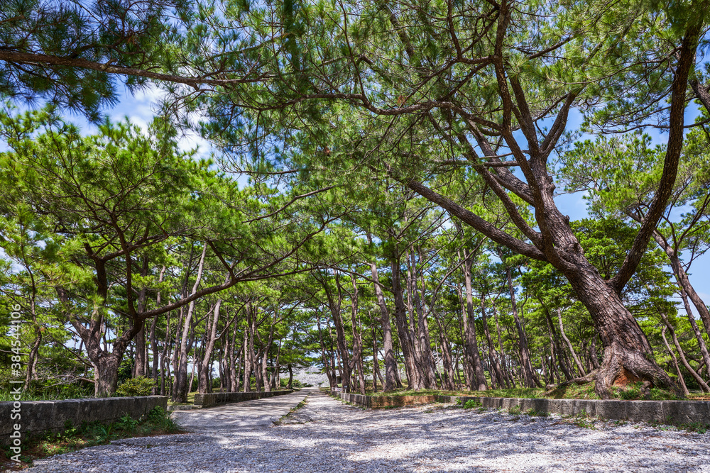 沖縄県読谷村座喜味城跡公園の琉球松
