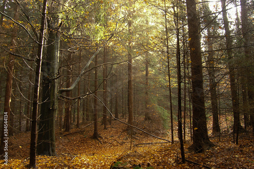 Wald im Morgenlicht