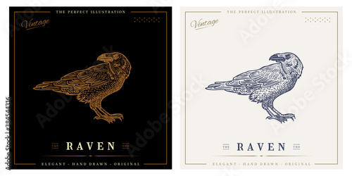 raven sketch vintage retro detailed engraved style illustration