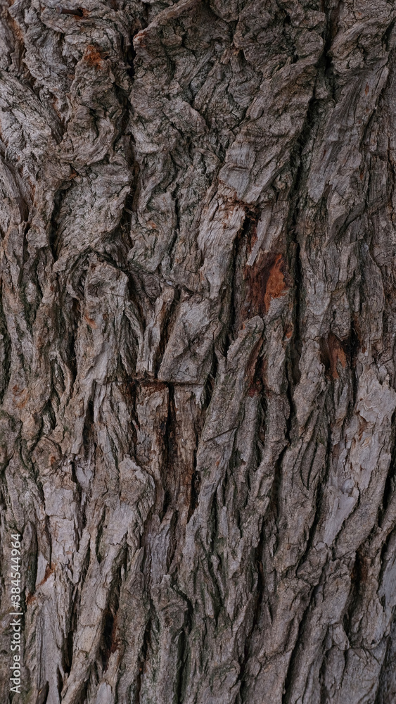 texture of brown tree bark texture of brown tree bark