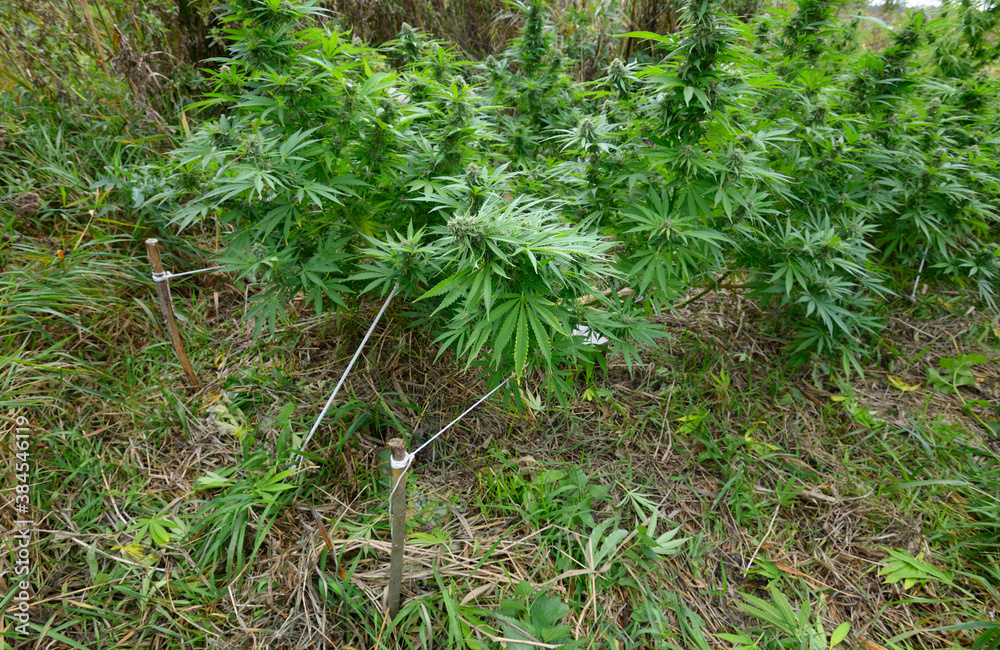 Fototapeta premium Cannabis growing in a field, low stress training technique: bending trunk of a plant and branches down using pegs and ropes