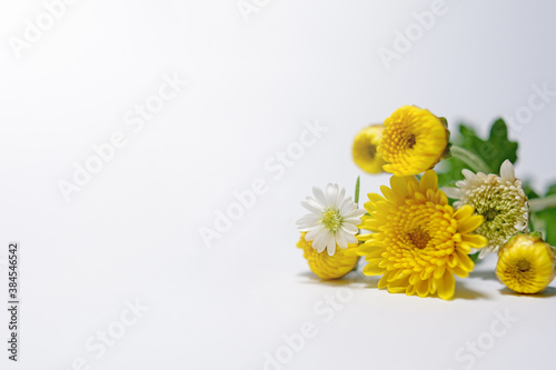 Yellow chrysanthemums with copy space on white background