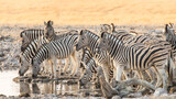 A herd of zebras quenching their thirst at a waterhole in Etosha National Park, Namibia.