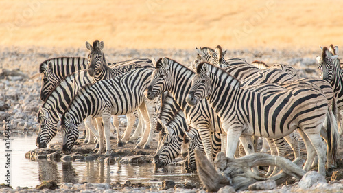 A herd of zebras quenching their thirst at a waterhole in Etosha National Park  Namibia.