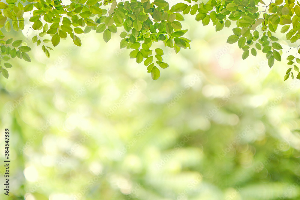 Green leaves with space on blurred for background Green leaves with space on blurred for background
