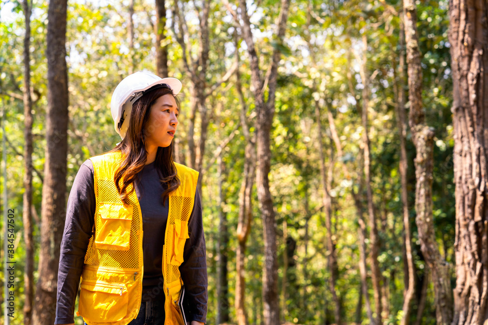 Female engineer working in forestry to build tourist attractions. Female engineer working in forestry to build tourist attractions.