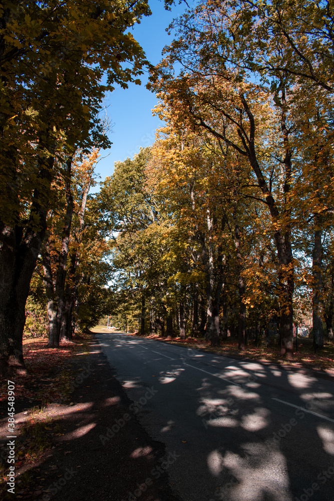 Trees in autumn around road. Shooting date - 10/11/2020. Location - Limbazi, Limbazu novads, Latvia. Trees in autumn around road. Shooting date - 10/11/2020. Location - Limbazi, Limbazu novads, Latvia.