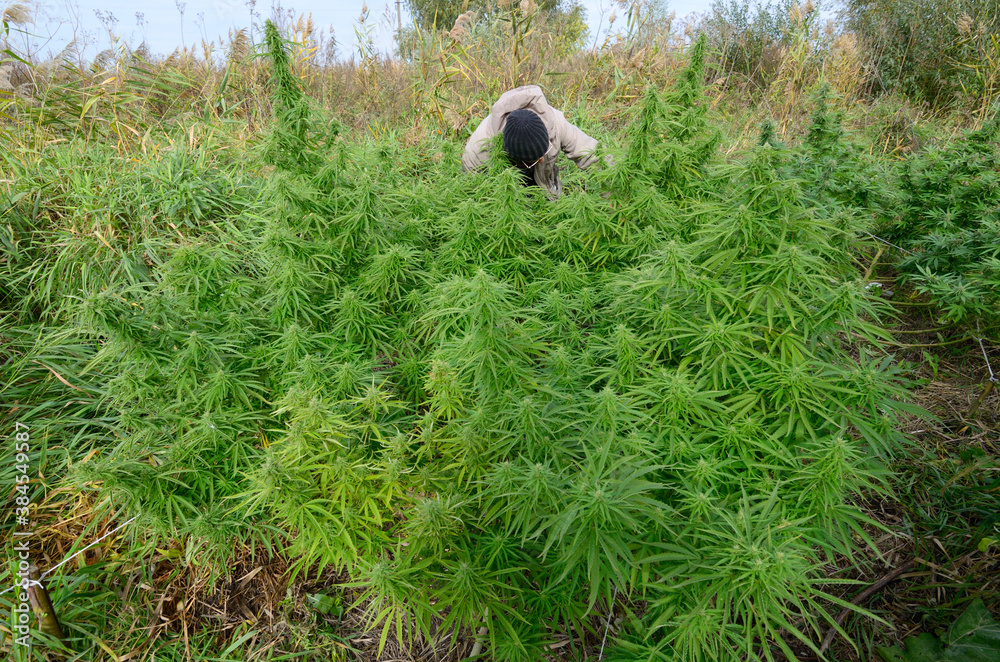 Man grower checking cannabis bush growing in a field, buds flowering Man grower checking cannabis bush growing in a field, buds flowering