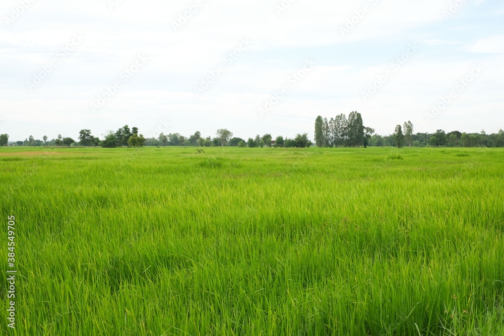 Rice field landscape , green Nature background