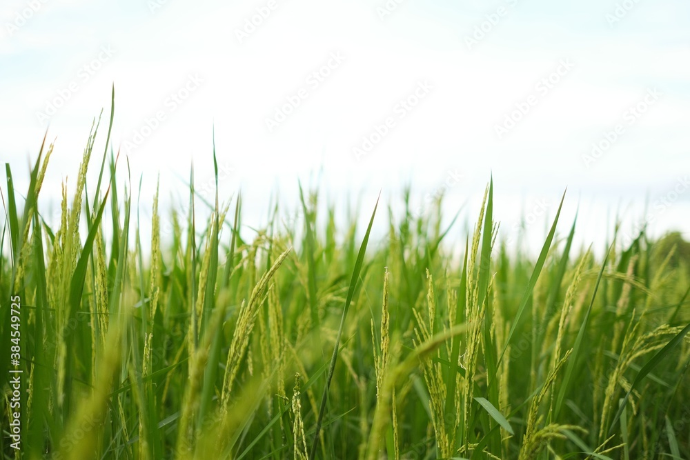 Rice field landscape , green Nature background Rice field landscape , green Nature background