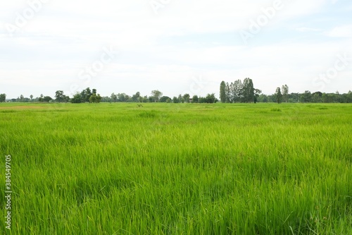 Rice field landscape , green Nature background © Chanya_B