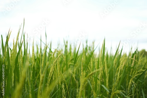 Rice field landscape   green Nature background