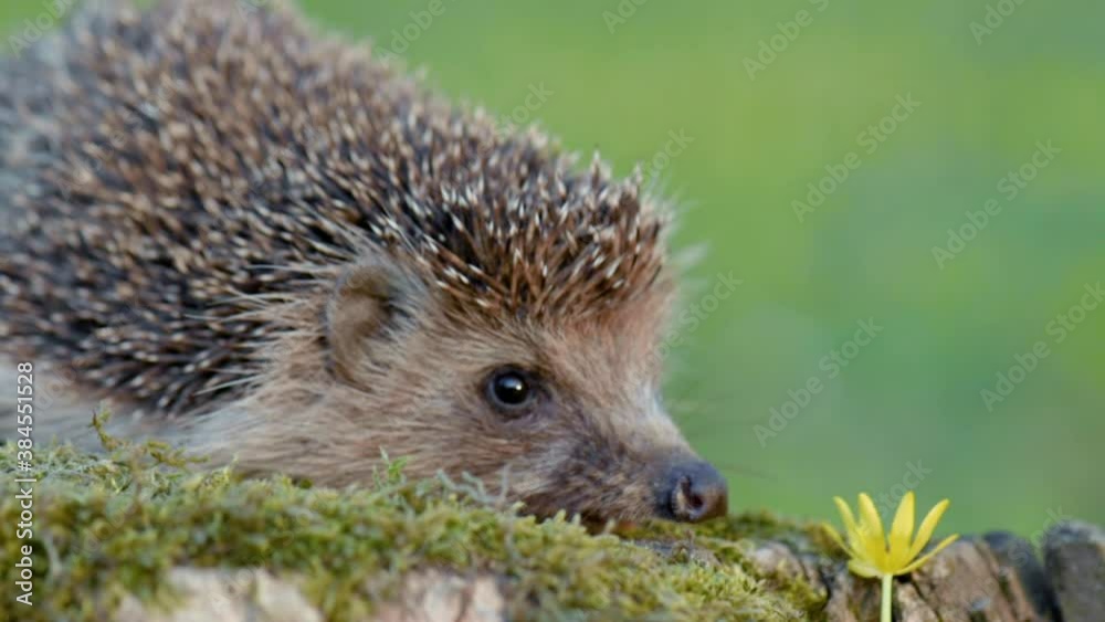 Common cute hedgehog on a stump in spring or summer forest during sunset. Young beautiful hedgehog in natural habitat outdoors in the nature.