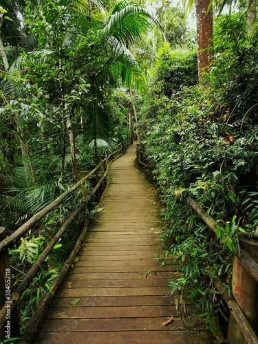 Jungle walkway trail