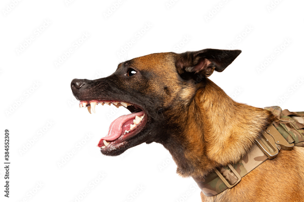 Belgian Malinois dog Belgian Malinois dog