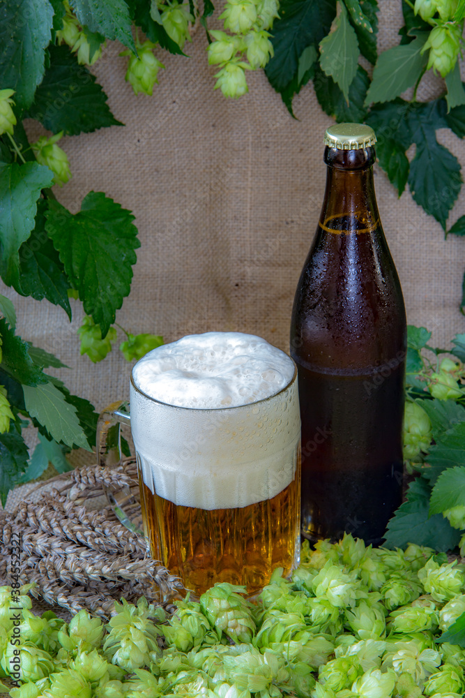Beer with foam in pint surrounded by green hops and grain. Hop drink. Beer in glass and bottle, background ingredients for making beer.