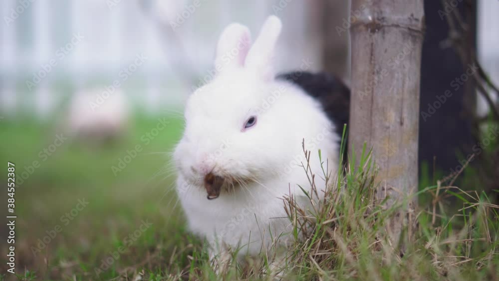 White and black dot rabbit eating grass in the rabbit barn White and black dot rabbit eating grass in the rabbit barn