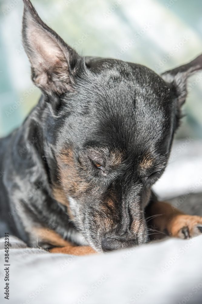 Stray dog laying relaxed on the blanket. Brown and black fur mixed breed dog looking ahead with focus. Shallow depth of field, blurry background Stray dog laying relaxed on the blanket. Brown and black fur mixed breed dog looking ahead with focus. Shallow depth of field, blurry background