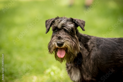 Fotografía Portrait of cute miniature schnauzer at the park.
