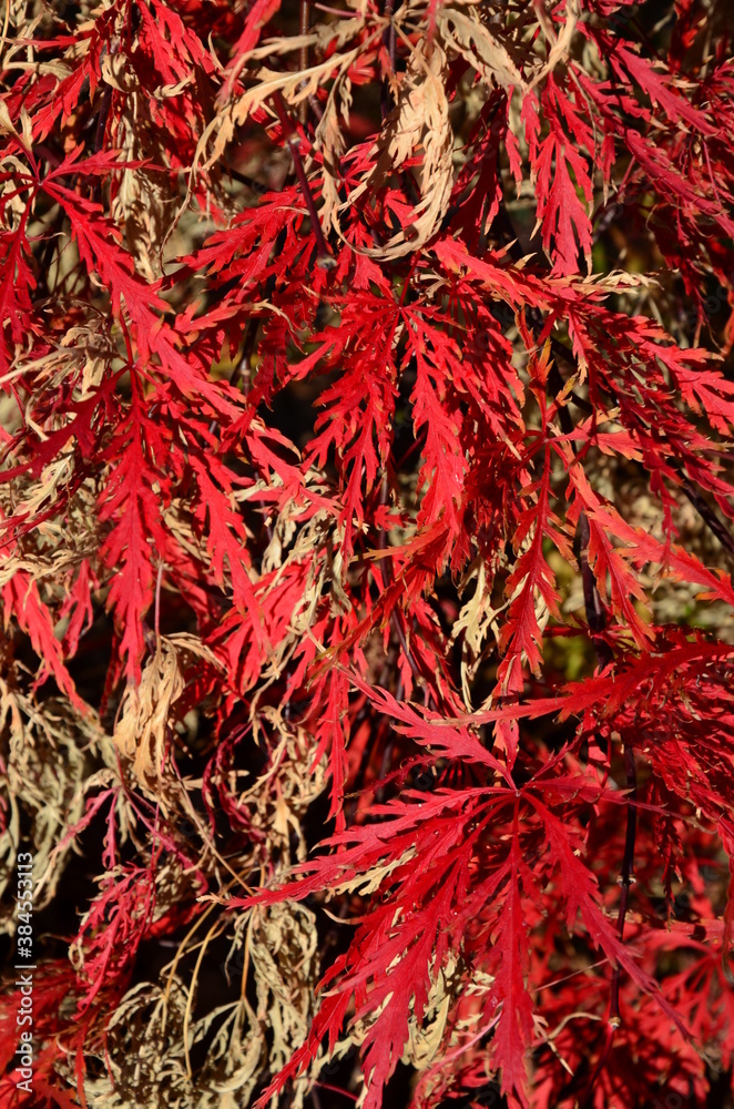 Fototapeta premium Closeup of a tree called Japanese Fan Maple in Autumn, red and brown leaves, sunny, bright, acer, leaf arrangement, season, wallpaper, background