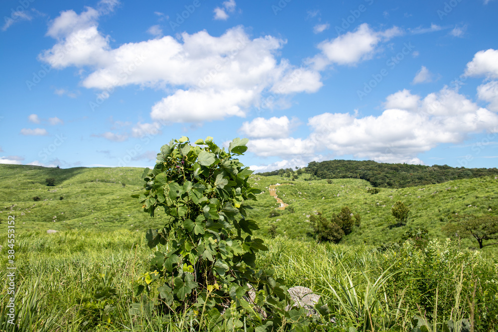 The landscape of Akiyoshi plateau in Akiyoshidai Kokutei Koen (Akiyoshidai Quasi-National Park) in Yamaguchi Prefecture, Japan.