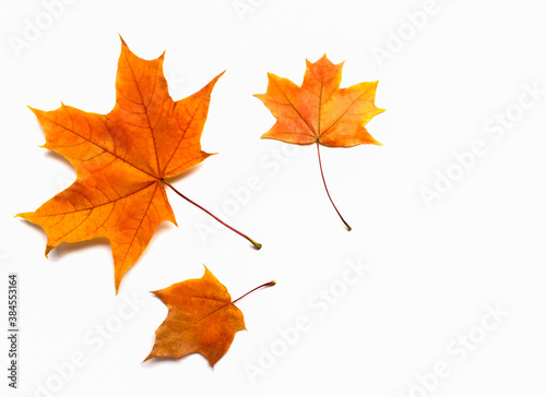 Three maple leaves isolated on white background