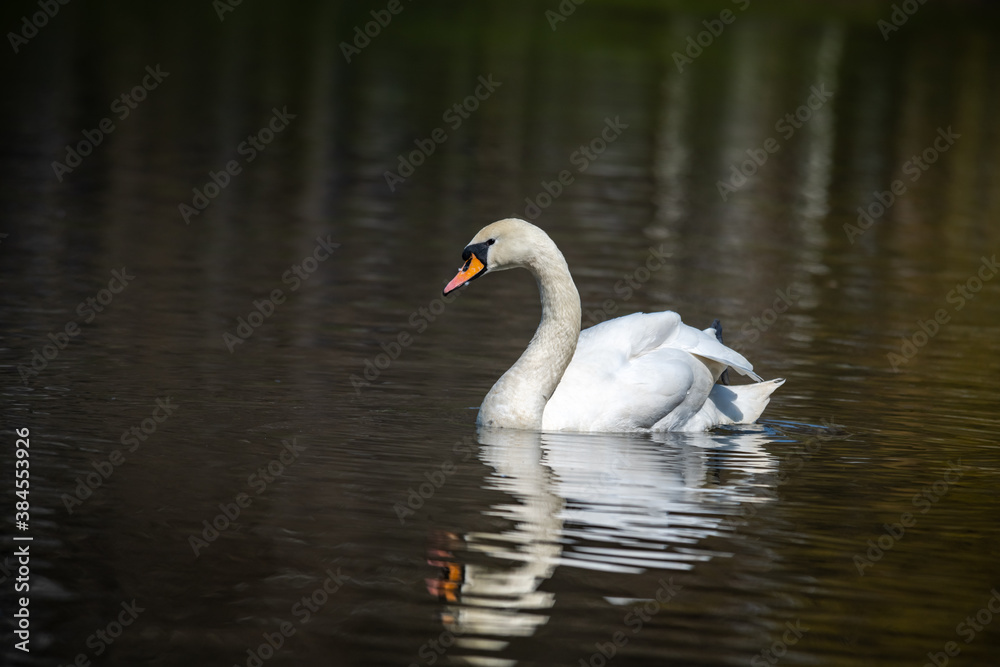 Close up young swan portrait grey nature spring birds wild life