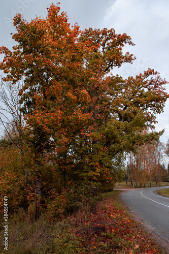 Autumn season is here, picture off trees in autumn. Shooting date - 10/11/2020. Location - Limbazi, Limbazu novads, Latvia. photo