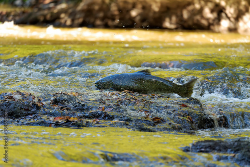 Chinook Salmon also known as King Salmon returning to their home rivers to spawn photo