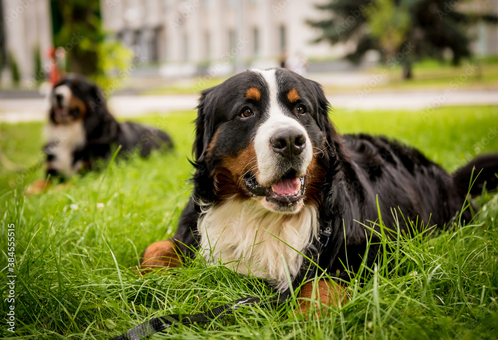 Portrait of two cute Berner Sennenhund dogs at the park.