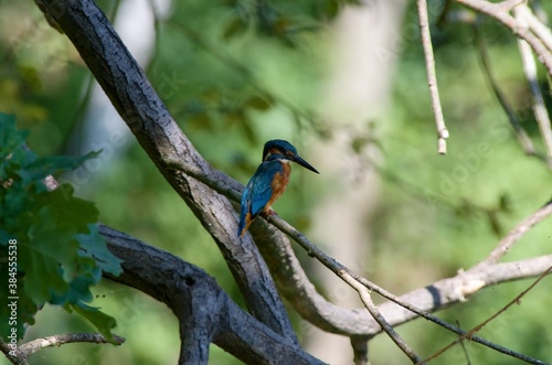 Alcedo atthis, fridge ricni lurking for its prey