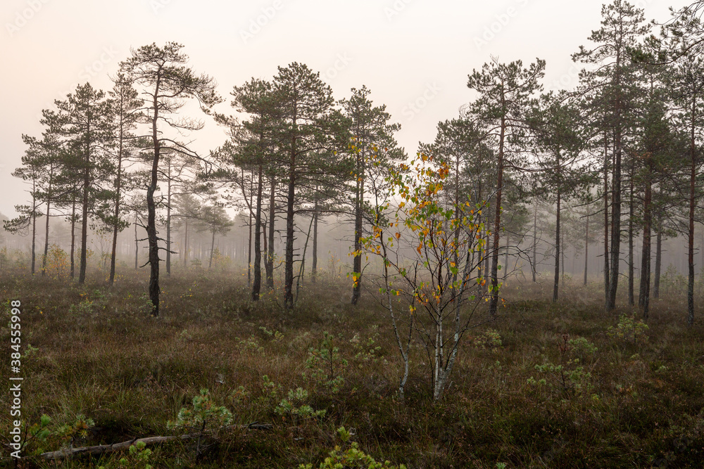 Misty scene on a foggy morning in swamp in October in Kangari in Latvia Misty scene on a foggy morning in swamp in October in Kangari in Latvia