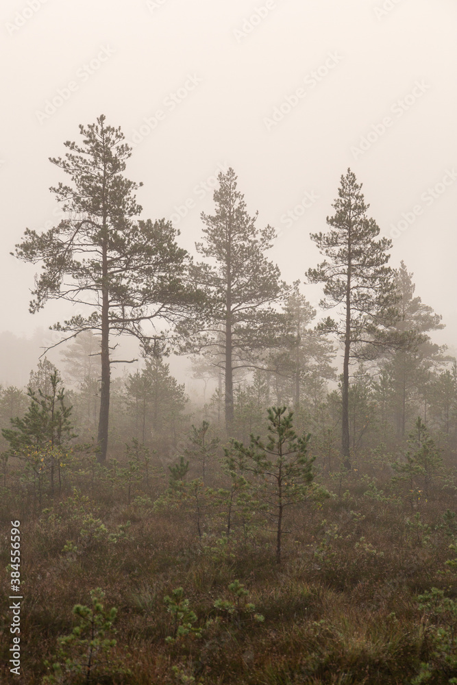 Misty scene on a foggy morning in swamp in October in Kangari in Latvia Misty scene on a foggy morning in swamp in October in Kangari in Latvia