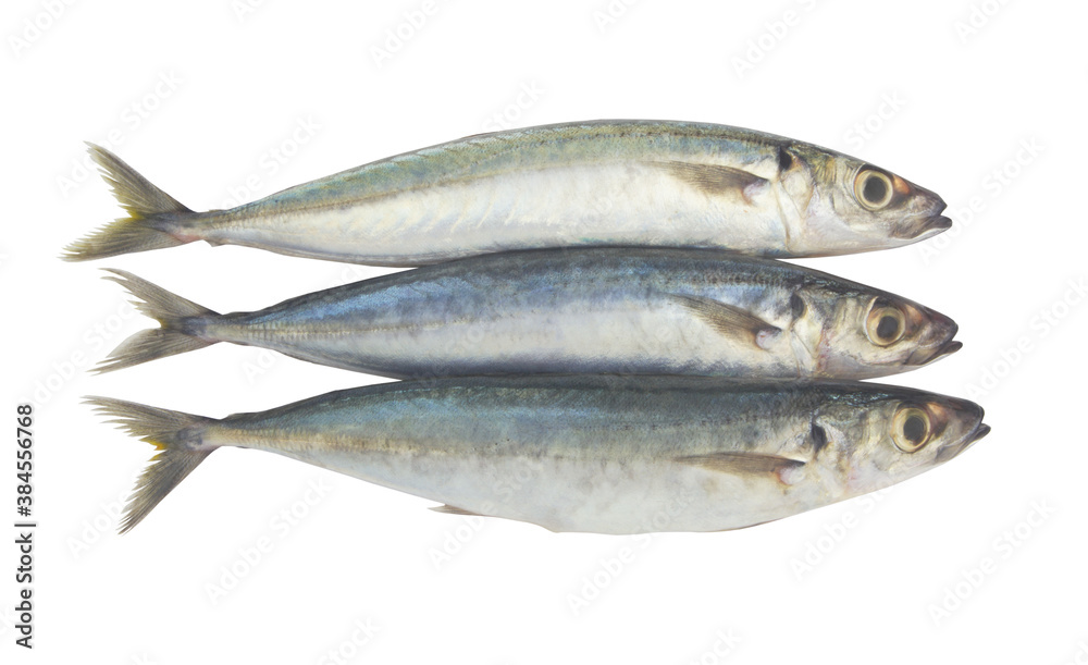 Round scad fish or mackerel scad isolated on white background, Decapterus maruadsi Round scad fish or mackerel scad isolated on white background, Decapterus maruadsi
