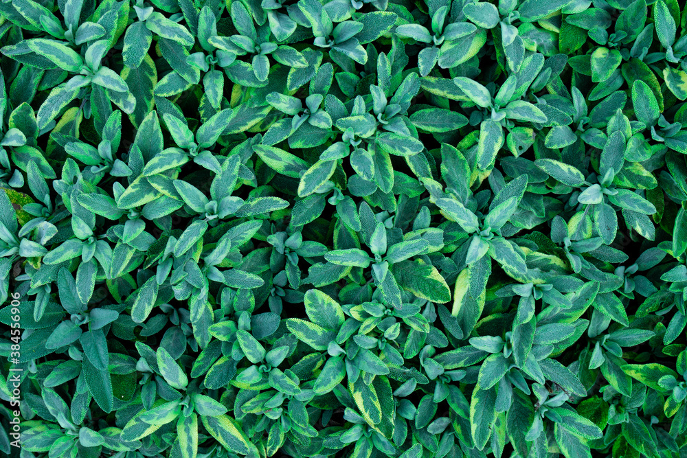 Small green flowers. Background landscape design Small green flowers. Background landscape design