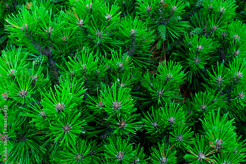 Green background of coniferous branches, natural wildlife