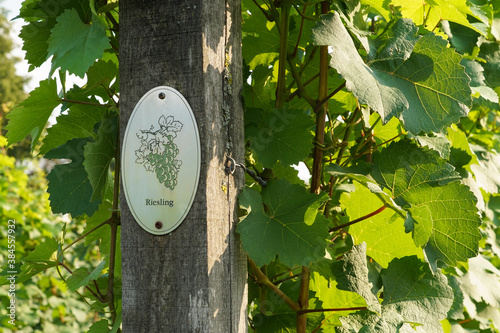 Vine plants with a 